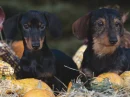 dachshunds