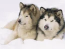 dogs