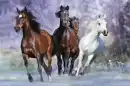 horses