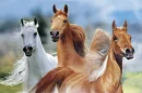 horses