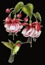 Hummingbird