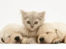 puppy and kitten