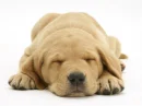 lab puppy