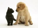 puppy and kitten
