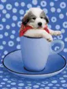 dog in cup