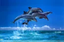 dolphin