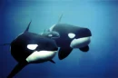 killer whales