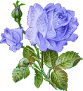 a lavendar rose 