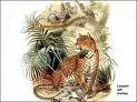 cat picts #3