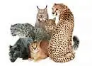cat pict #10