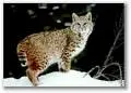 cat picts 27