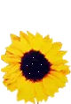 sun flower