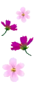 lovely flowers