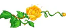 yellow rose