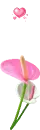 pink flower