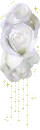 white roses