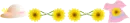 sun flowers
