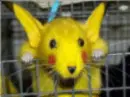 pikachu morph