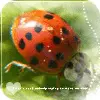 Sweet animal