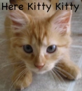 kitty