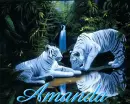 amanda