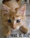 what it do kitty