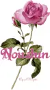 pink rose noushin