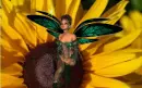 sunflower fairy