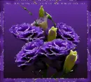 Purple Roses Tag