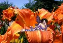 lilly fairy