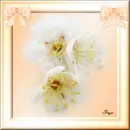 Floral Frame Orange