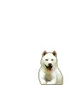 Dog â•‘