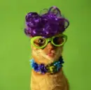 Fashionable Cat.