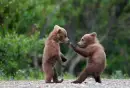 Kung Fu Bears.