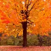 autumn avatar