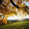 autumn avatar