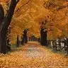 autumn avatar