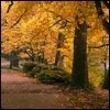 autumn avatar