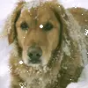 winter dog