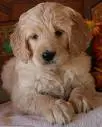 goldendoodle