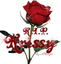 red rose krissy r.i.p. rip r i p