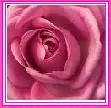 Pink Rose