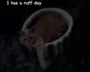 I has a ruff day