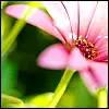 PinkFlower