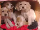 puppies 