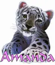 amanda, leopard