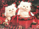 white kittens