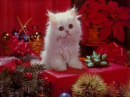 fluffy gift