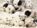 spots