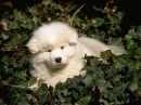 lovely puppy